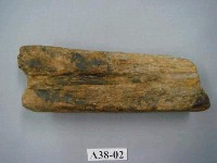 藏品(馬來長吻鱷下顎骨化石)的圖片